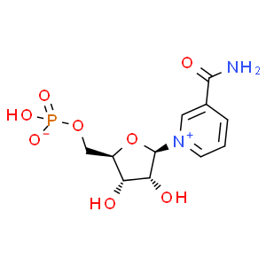 β-煙酰胺單核苷酸；NMN